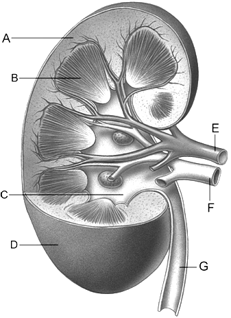 Match the kidney structure to the statement below. renal medulla 