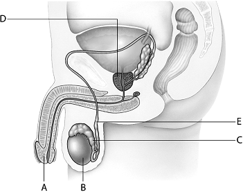Match the reproductive structure to the statements below. produces testosterone 