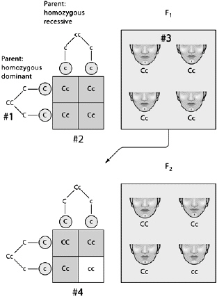   The genotype of the parent at #1 is