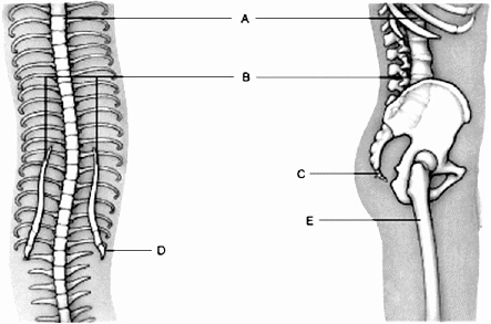     The pelvic girdle is represented by the letter ____.