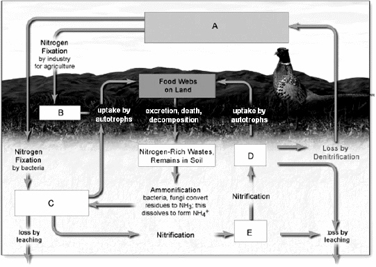 Ammonia and ammonium in the soil are represented by the letter ____.