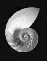 <strong>Does the picture illustrate a line symmetry? Chambered nautilus </strong> A) Yes, symmetric B) No, not symmetric