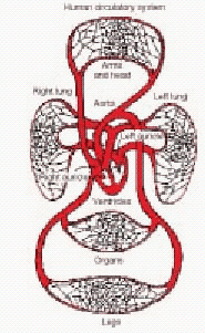 <strong>Does the picture illustrate a line symmetry? Human circulatory system </strong> A) No, not symmetric B) Yes, symmetric