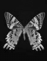 Does the picture illustrate a line symmetry? Butterfly __________ ( Yes, symmetric / No, not symmetric )