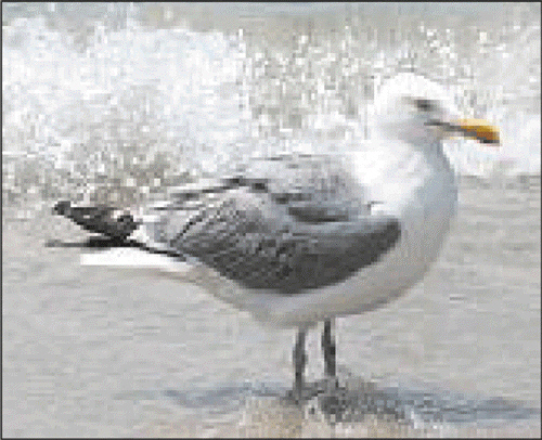 Photos that have lost considerable quality appear pixilated and display blocks of color, as shown in the accompanying figure.