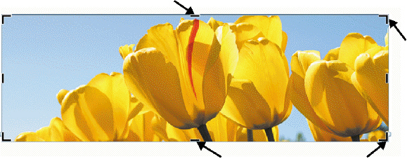 <strong>FIGURE WD 4-2 What are the arrows pointing to in Figure WD 4-2 above?</strong> A) selection handles B) rotation handles C) placeholders D) cropping handles